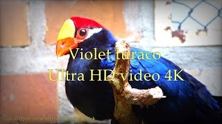 Violet turaco Turako fioletowy Musophaga violacea - ZOO in Opole - Ultra HD video 4K