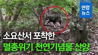 [제보] 소요산 등산객이 포착한 멸종위기 천연기념물 산양 / 연합뉴스 (Yonhapnews)