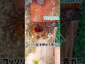 【カニだって怒る】冷凍アカムシ争奪戦 サワガニ カニ アクアリウム crab