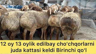 QIRGIZISTONDAN IKKI TISHGA YAQIN 12 OYLIKDAN OʻTGAN QOʻCHQORLAR KELDI BIRICHI QOLGA JOYIGA