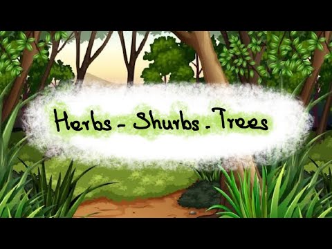 Is Rice a herb or shrub?