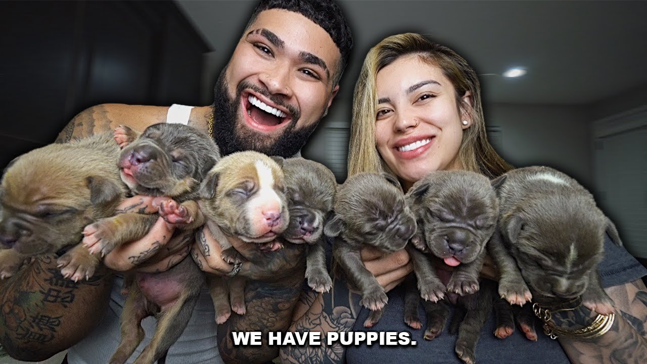 We Have Puppies Youtube