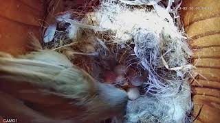 Oak titmouse+chicks