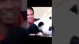 谁不想抱抱大熊猫呢？你想抱渝可？还是福宝？还是暖暖......