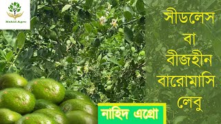 সীডলেস বা বীজহীন বারোমাসি লেবু চাষ এবং কলম কিভাবে করা হয়।