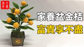 家中養盆金桔樹，富貴多金招福祿，新年趕緊放一盆！#大佬你好啊