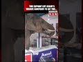 Elephant Comes Out of Assam’s Amchang Wildlife Sanctuary To Have Sweets From A Bakery #shorts