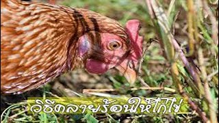 เทคนิคคลายเครียดให้ไก่ไข่ ช่วงอากาศร้อน