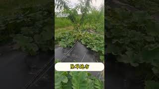 你還在為雜草煩惱嗎，快來看看這個除草神器吧。 #除草 #防草布 #科普 #农村生活