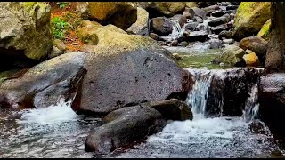 Peaceful River Flowing Sound | Gentle River, Relaxing Nature Sounds | White Noise for Sleep L1