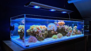 Designer Clownfish and Coral Unboxing [Shallow Reef Tank]