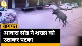 Baghpat: आवारा सांड ने शख्स  को उठाकर पटका, घटना सीसीटीवी में कैद।Quint Hindi