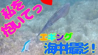 【水中撮影】おかっぱりエギング！水中でエギを抱くシーンが撮れました♪