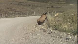 Oops, bull elk trips