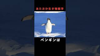 ペンギンの意外な恐怖の一面  #動物 #生き物 #豆知識 #雑学 #トリビア #shorts