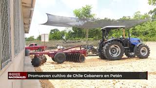 Promueven cultivo de chile Cobanero en Petén