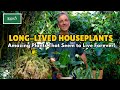 Five Long-Lived Houseplants... Amazing Plants That Seem to Live Forever!