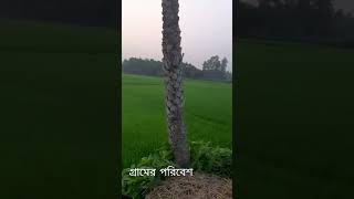 সবুজ সবুজে ভরা ধান ক্ষেত #villagesports #naturelovers