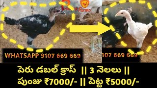 Peru Double Cross 3 Months Available || Pair ₹12000/- || Pradeep Farms || Link in Description