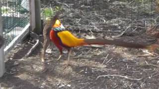 Vårkåt gullfasan/ Golden pheasant