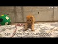 toy chosen by a 2 month old kitten kitten playing with garbage munchkin life with cat