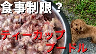 ティーカッププードルって未熟児？栄養不足？【トイプードル前田奈緒ブリーダー】