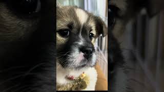 Puppies Crying 🐶🥰 #fyp #viral #shorts #short #shortsfeed #puppylover #bulking #foryou