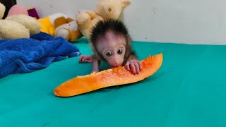 Finished bathing, dad directly fed Mickey fresh fruit 😋😋😋