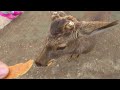 nara park and todai ji temple a peaceful japan walking tour in 4k hdr