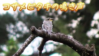 コサメビタキの鳴き声 幼鳥？ 野鳥観察 小鮫鶲 かわいい 夏鳥 Cute Brown Flycatcher シー ツェ