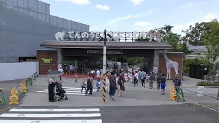 ⁴ᴷ 【大阪 天王寺動物園/2019】6/9(日)