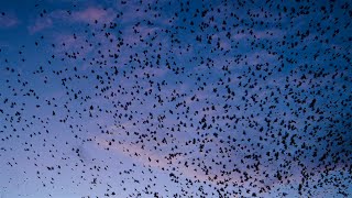 Starlings Roosting - Penzance, Cornwall