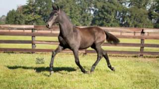 Tornasol MC - PRE Andalusian Colt offered for sale in Floirda by ESTUDIANTE XX