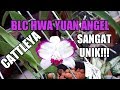 Anggrek Cattleya SANGAT UNIK!!! - BLC HWA YUAN ANGEL