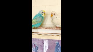 インコの逢瀬を盗撮したらバレたw【ベタ慣れセキセイインコ】生後5ヶ月 雛 8ヶ月 レインボー アルビノ インコ Budgerigar