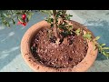 how to make fertilizer for a pomegranate plant.