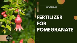 How to make Fertilizer for a Pomegranate plant.