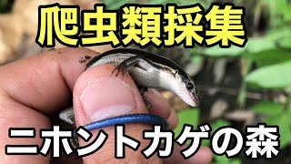 ニホントカゲの森に爬虫類採集に行きました【爬虫類】