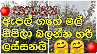 ඇපල් ගහේ මල් පිපිලා බලන්න හරි ලස්සනයි  .🤗🤗Apple flowers