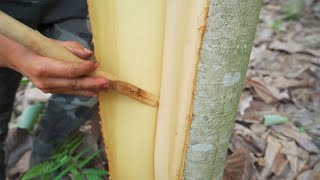 Lao Wang went up the mountain to scrape the bark again. The process was silky and smooth. The favor