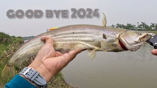 Wallago Fish Catching | Ultralight fishing | how to catch wallago atto | Last catch of 2024