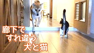 ＜廊下ですれ違う犬と猫＞お互いの気まずさ全開？！面白さがあふれ出る展開！保護猫２匹と柴犬が元気をくれます。ペットを飼う人の参考にもなったらいいな。＜みわの猫＞ 104