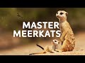 The Meerkats And Unique Animals That Are Masters Of The Desert | Natural Habitat Documentary