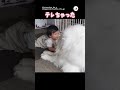 キスしたらテレちゃった❤️｜peco グレートピレニーズ 赤ちゃん 大型犬 大型犬のいる生活 犬 greatpyrenees babygirl dog doglover