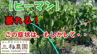 【ピーマン】雨続きで一気に調子が悪くなり、嫌～な症状が出ています。NO497（202.7.17）