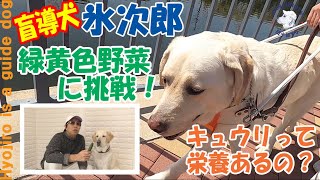 犬にキュウリをあげてもいいの？栄養価は殆ど水分じゃない？盲導犬、氷次郎と解説します！【盲導犬の氷次郎お仕事中】