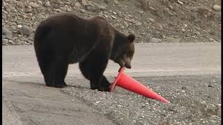 Bear Picks Up Fallen Traffic Cone by Roadside Before Walking Away - 1112841