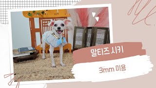 말티즈 시키 3mm 미용 양주애견미용실 덕계동애견미용 해피 오브 트리밍 (해오트)