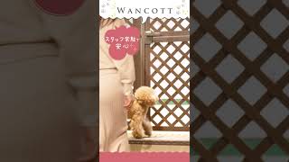 WANCOTT横浜のサービスをご紹介🐶