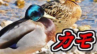 マガモのオスメス　 Anas platyrhynchos　male,female　（Mallard、真鴨）